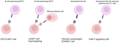 CAR-engineered T cell therapy as an emerging strategy for treating autoimmune diseases